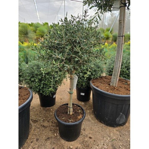 Olea 1/4 copa 10 lt